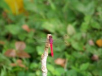 /album/nuestras-fotos/a100-1383-jpg/